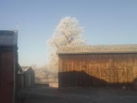 Hoflinde im Winter 2016 