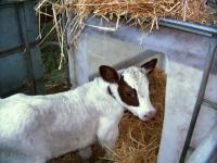 Kalb im Einzeliglo 
